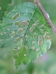 Orchestes steppensis