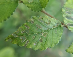 Orchestes steppensis
