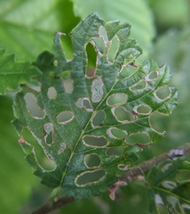 Orchestes steppensis