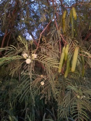 Leucaena pulverulenta