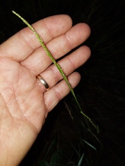 Eriochloa punctata