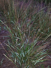 Eriochloa punctata