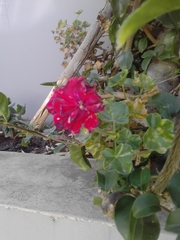 Geraniaceae