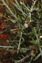 Cyclolepis genistoides