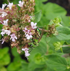 Agapostemon splendens