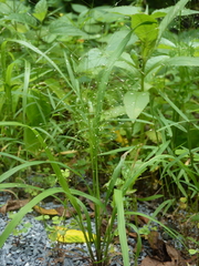 Eragrostis capillaris