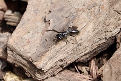 Lyroda