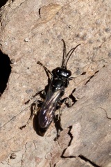 Lyroda