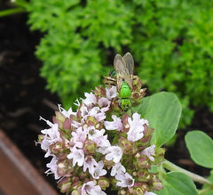 Agapostemon splendens