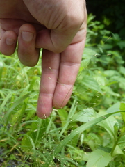 Eragrostis capillaris