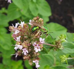 Agapostemon splendens