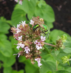 Agapostemon splendens