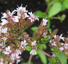 Agapostemon splendens