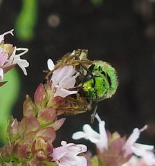 Agapostemon splendens