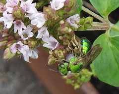 Agapostemon splendens