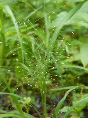 Eragrostis capillaris