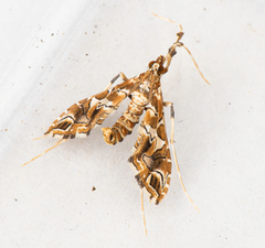 Lineodes triangulalis