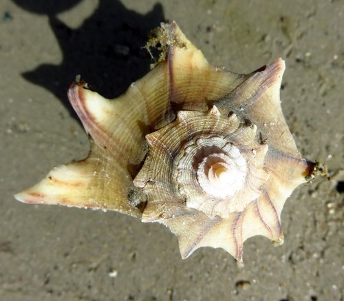 Texas Lightning Whelk