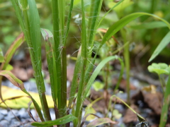 Eragrostis capillaris