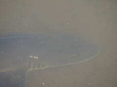 Mustelus californicus