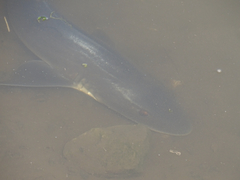 Mustelus californicus