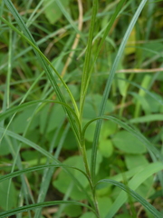 Carex trichocarpa