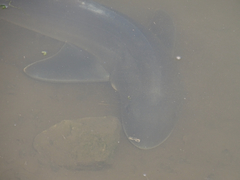 Mustelus californicus