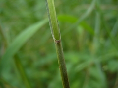 Carex trichocarpa