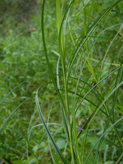 Carex trichocarpa