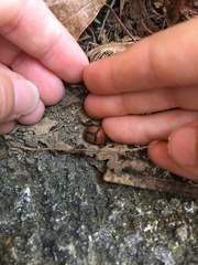 Bolbocerosoma bruneri