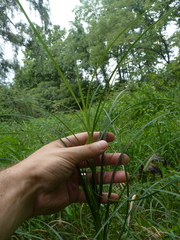 Carex trichocarpa
