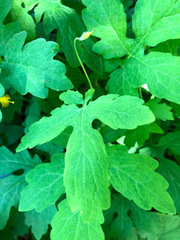 Stylophorum diphyllum