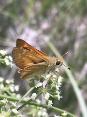 Ochlodes sylvanoides omnigena