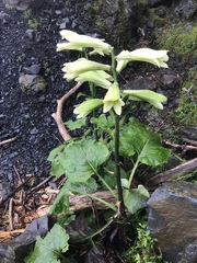 Cardiocrinum cordatum