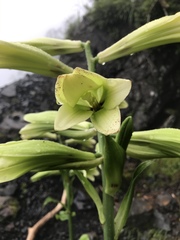 Cardiocrinum cordatum