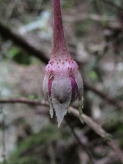 Columnea