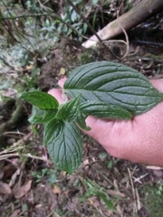 Columnea