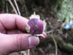 Columnea