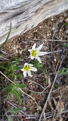Gagea serotina