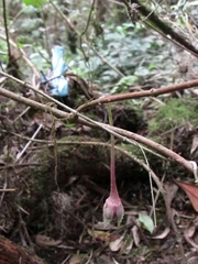 Columnea