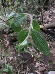 Columnea