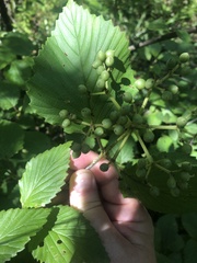 Viburnum alabamense