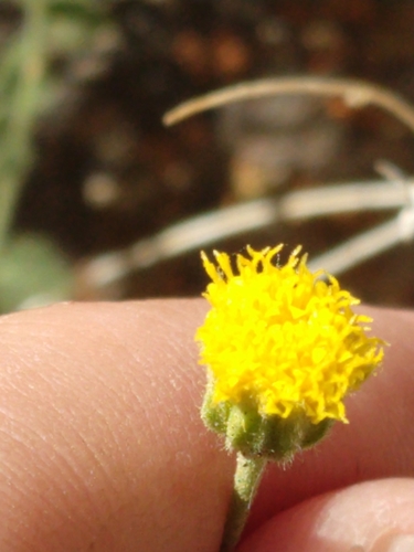 Image of Laphamia inyoensis by no rights reserved
