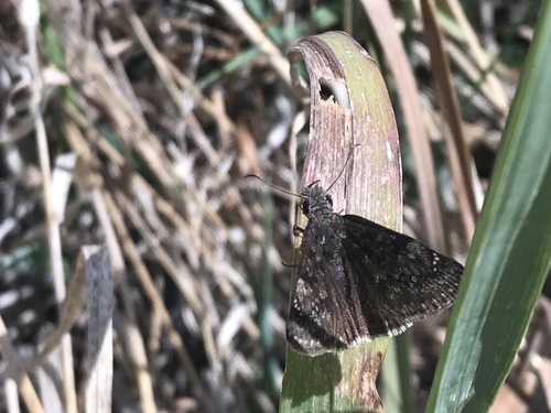 Afranius Duskywing photo 5