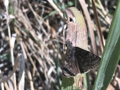 Erynnis afranius