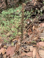 Platanthera transversa