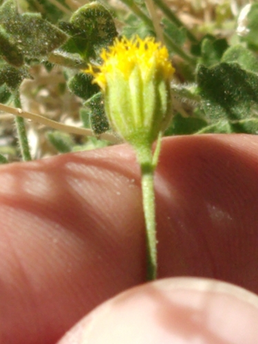 Image of Laphamia inyoensis by no rights reserved