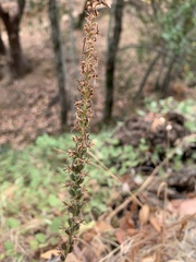 Platanthera transversa
