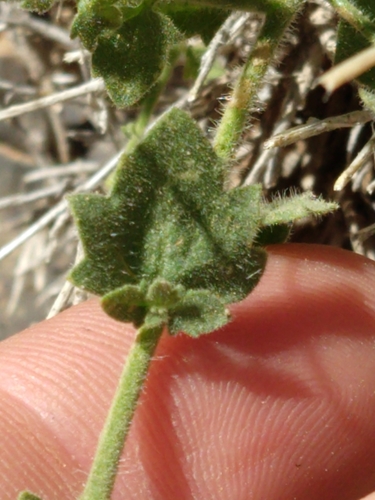 Image of Laphamia inyoensis by no rights reserved