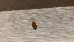 Sparganothis sulfureana